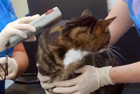 rfid chip for cats cat take me to my cat|microchipping cats vet.